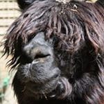 Caroline Blotière - Instagram Profile Picture of Caroline Blotière (@blotierecaroline) on Instagram