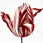 Fran?ois Van Damme - Flickr Profile Picture of Fran?ois Van Damme (@Fran?ois Van Damme) on Flickr