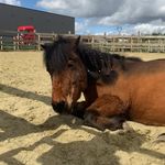 Profile Picture of Lisa.Cob orphee dragibus 🐴❤️ (@lisa_dragibus) on Instagram