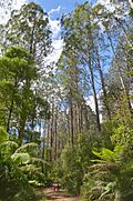 Profile Picture of Toolangi State Foreston Wikipedia