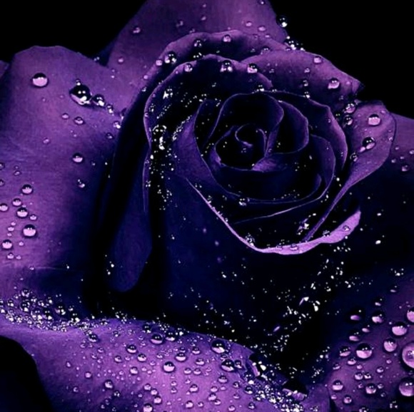 Profile Picture of Regina Forren (@forren) on Poshmark