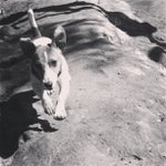 Profile Picture of Jerome Fincher (@banqvirt) on Instagram