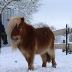 Profile Picture of Laura (@_minnie_fine_) on Instagram