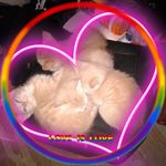 Profile Picture of Tammy Cramer (@cramer_tammy) on Instagram