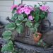 Profile Picture of Nancy Lucier (@ndl306) on Pinterest