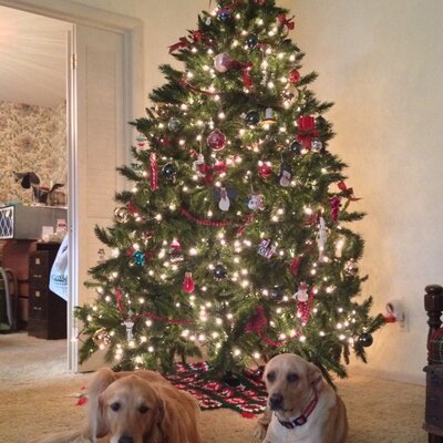 Profile Picture of Nancy Henninger (@whiteysawdust) on Twitter