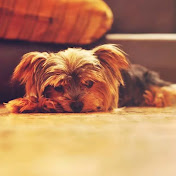 Profile Picture of Daniel Yosef (@danielyosef2473) on Youtube