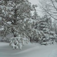 Profile Picture of Paulette Sticha Bosh (@polly209) on Pinterest