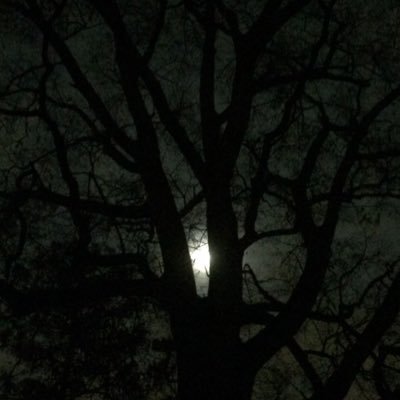 COPENHAGENSHINER - Twitter Profile Picture of COPENHAGENSHINER (@DixieGoodOlBoy) on Twitter