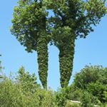 Profile Picture of Birgit Bennick Pedersen (@birgitbennick) on Instagram