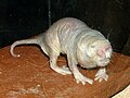 Profile Picture of Naked mole-raton Wikipedia