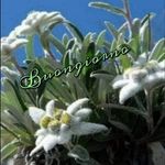 Profile Picture of Ida Carpino (@idacarpino) on Instagram