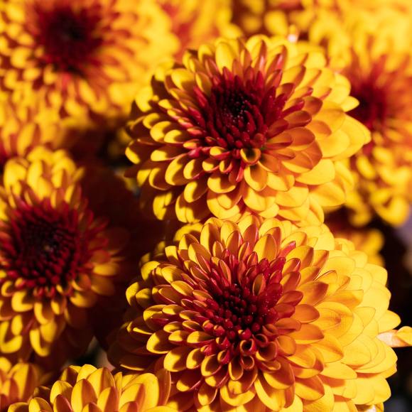 Profile Picture of Jacqueline Shields (@jacquelines2798) on Poshmark