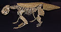 Profile Picture of Simosuchuson Wikipedia