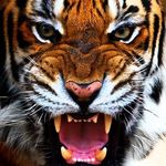 Profile Picture of CARLO BENEVENTO (@carlbennet) on Instagram