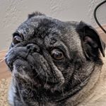 Profile Picture of Mike Sharp (@sharpsichord) on Instagram