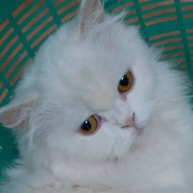 Profile Picture of Mariakashani (@mariakashani) on Twitter