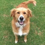 Profile Picture of Ruby Guthrie (@rubythegoldencollie) on Instagram