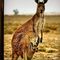 Profile Picture of Aussies Love (@aussies.love.31) on Facebook