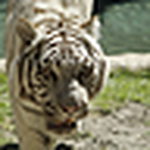 Profile Picture of Ross Adam (@touchincloth:)) on Flickr