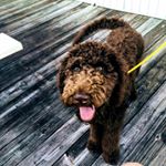 Profile Picture of Maxwell Dunaway (@_chocolate_max) on Instagram