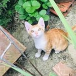 Profile Picture of Peter Pan Miau🐱 (@peter_gatinho) on Instagram