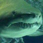 Profile Picture of JoAnne Monahan (@jo_monahan_) on Instagram