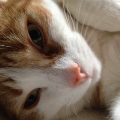Profile Picture of Matthew Luc Lemire (@OptimusLinden16) on Twitter