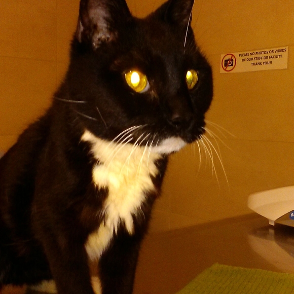 Profile Picture of Rasheda Raymond (@roacheater22) on Poshmark