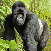 Profile Picture of Williams Wilson (@Williamswilson-l6f) on Youtube