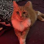 Profile Picture of Bella Crystal Frazer (@kitter.queen17) on Instagram