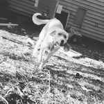 Profile Picture of Marley Max Easley (@marleymaxeasley2017) on Instagram