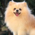 Profile Picture of Brian 🐶 (@brian_lulu_da_pomerania) on Instagram