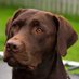 Profile Picture of Brown Lab (@KBrownLab) on Twitter