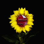 Profile Picture of hesham AL Hassan (@hesham.0330) on Flickr