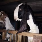 Profile Picture of Jiman Jiman (@Jiman-Jiman) on Facebook