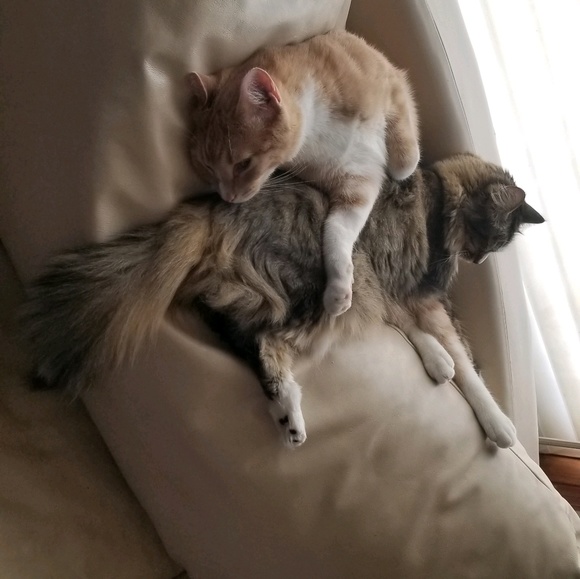 Profile Picture of Kristie Caffarelli (@kristied4615) on Poshmark