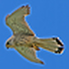 Profile Picture of Richard Stockwell (@Guernsey Kestrel) on Flickr