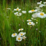 Profile Picture of Myrick (@myrickfalknert) on Instagram