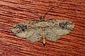 Profile Picture of Ziridava (moth)on Wikipedia