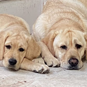 Profile Picture of Jody Chapman (@jodychapman188) on Youtube