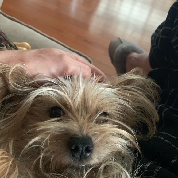 Profile Picture of Sue Impellezzere (@shopping1568) on Poshmark