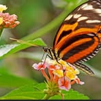 Profile Picture of Cindy Malou (@Cindy-Malou) on Facebook