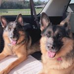 Profile Picture of 🎀Ruby & 💙Cooper the GSDs (@ruby_cooper_gsds) on Instagram