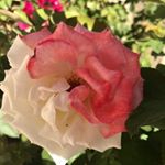 Profile Picture of Tori Boone (@49858tatts) on Instagram