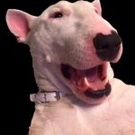 Mathew Teegarden - Instagram Profile Picture of Mathew Teegarden (@bongo_a_bango) on Instagram