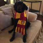 Profile Picture of Alex Haskell-Adkins (@alexhaskelladkins) on Instagram