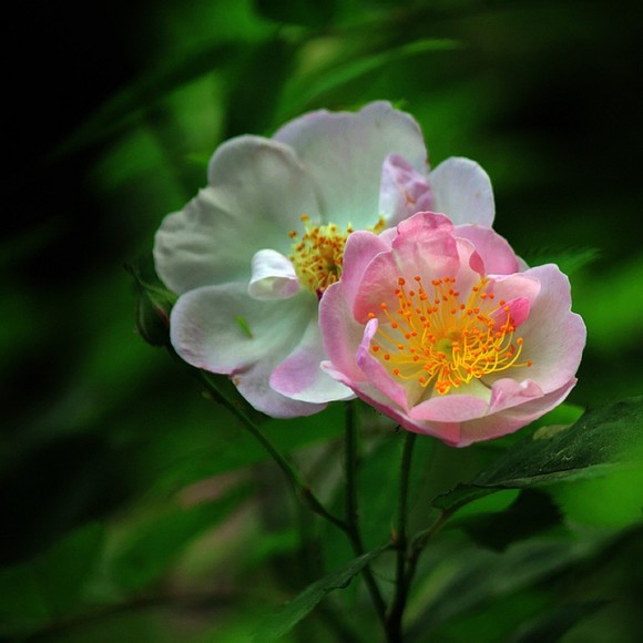 Profile Picture of Abner Mirabelle (@abnermirabelle) on Poshmark