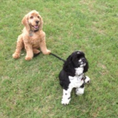 Profile Picture of Chris Steger (@chrissysteger) on Twitter