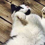 Profile Picture of Michael Takahashi (@dr.michaeltakahashi) on Instagram